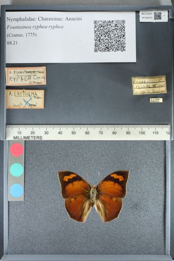 Media type: image;   Entomology 164413